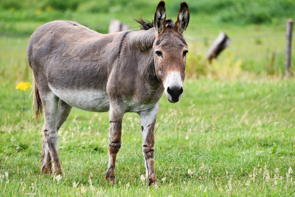 Carne de burro: ¿Un nuevo planteo productivo o una opción económica a los vacunos?