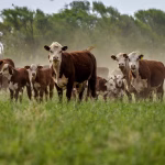 Antes de junio: los productores ganaderos deberán registrarse en una plataforma para no quedar fuera de un mercado