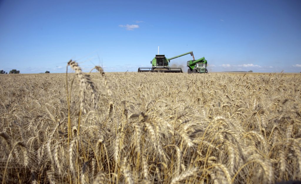 Trigo y soja: FADA reveló quién paga más impuestos en la renta agrícola