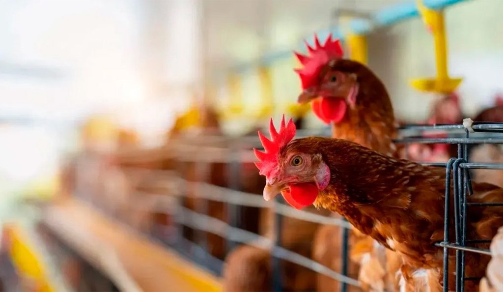 Carne aviar: la Unión Europea y Reino Unido reabren su mercados para Argentina desde agosto