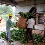 Misiones encabeza la lista de las provincias con mayor número de desempleo rural seguida por Salta y Jujuy
